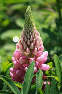 Close-up of pink flowering plant