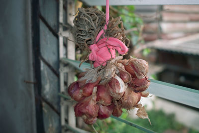 Close-up of flowers