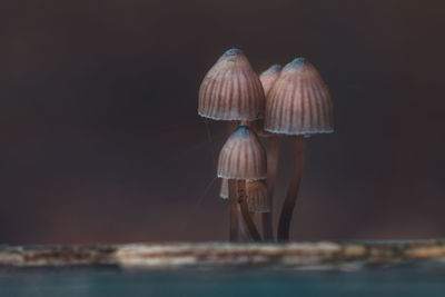 Close-up of mushrooms in the dark