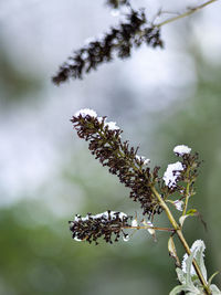 Close-up of flowering plant on branch