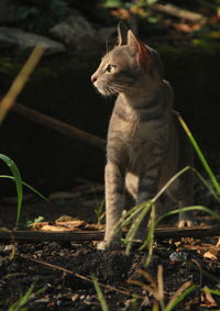 View of a cat looking away