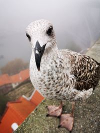 Close-up portrait of seagull on wall