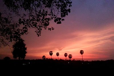 Silhouette of trees at sunset