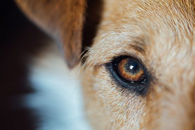 Close-up portrait of dog