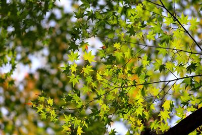 Close-up of maple tree leaves