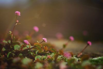 Close-up of pink flowering plant