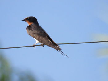 bird