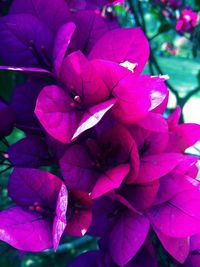 Close-up of purple flowering plant