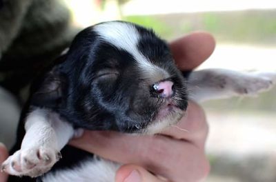 Close-up of dog