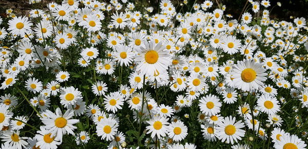 Close-up of white daisy flowers on field