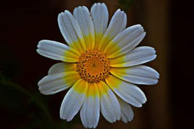 Close-up of white flower