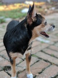 Close-up of a dog looking away