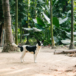 Side view of a dog running in the forest