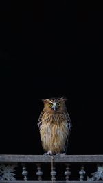 Portrait of owl perching on black background
