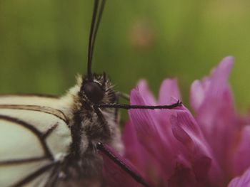 Close-up of insect on flower