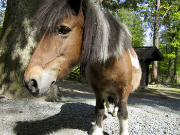 Close-up of a horse