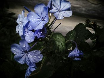 Close-up of purple flowers