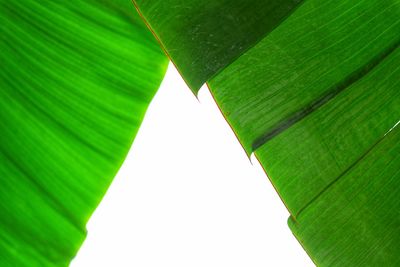 Directly below shot of green leaves on plant