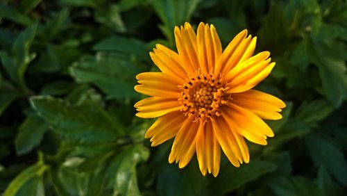 Close-up of yellow flower blooming outdoors