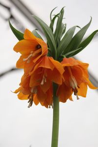 Close-up of orange flowers blooming outdoors