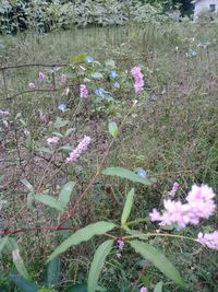 High angle view of purple flowering plants on field