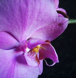 Close-up of pink orchid blooming outdoors
