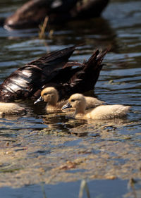 Duck swimming in lake