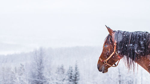 Horse against sky during winter