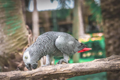 Close-up of bird perching on tree