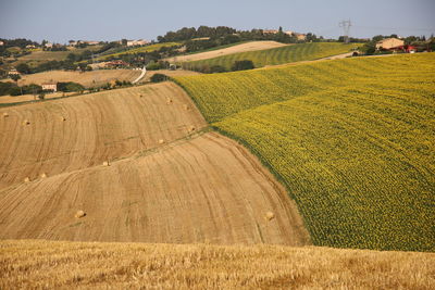 Scenic view of agricultural field against sky