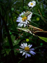 Close-up of bee pollinating on white flower