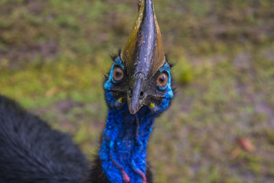 Close-up portrait of a peacock