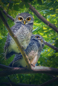 Portrait of owl perching on branch