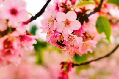 Close-up of cherry blossoms