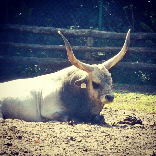 Hungariangreycattle