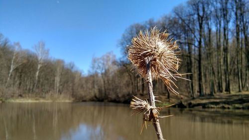 Close-up of wilted plant by lake against sky