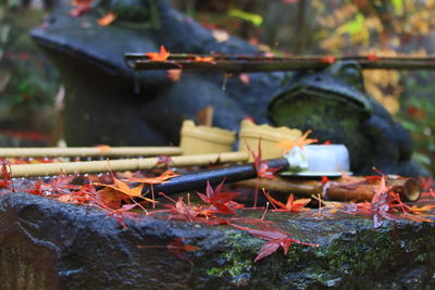 Close-up of autumn leaves