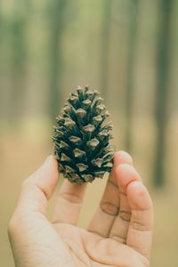 Close-up of hand holding pine cone