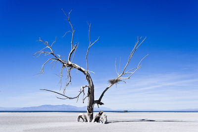 Bare tree on landscape against blue sky