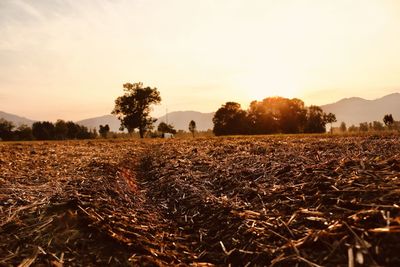 Scenic view of field against sky during sunset