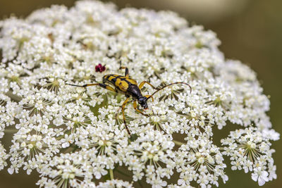 Close-up of bee on flower