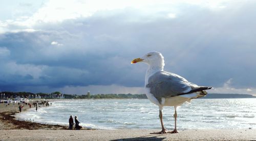 Seagull on a beach