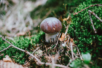 Close-up of mushroom growing on field