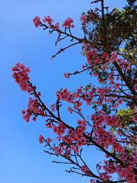 Low angle view of cherry blossom against blue sky