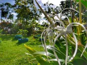 Close-up of plants in greenhouse