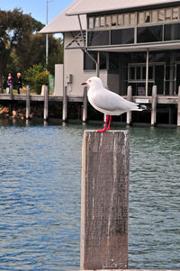 Seagull perching on wooden post