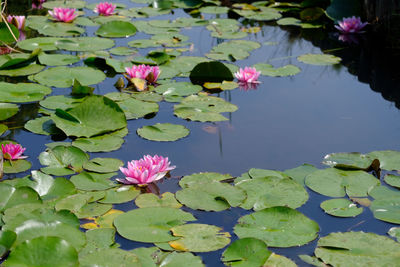 High angle view of pink water lily in pond