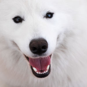 Close-up portrait of dog