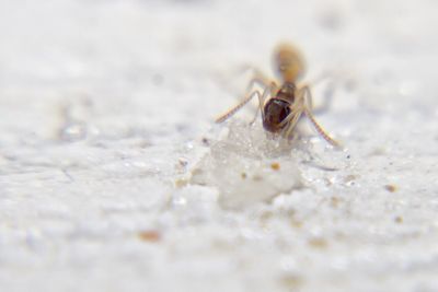 Close-up of spider on beach