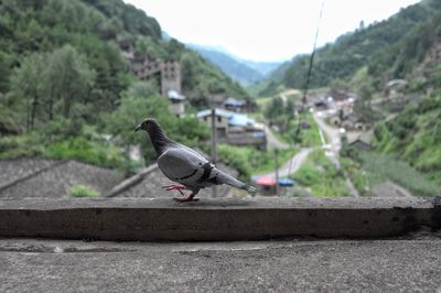 Close-up of pigeon perching on retaining wall against mountains